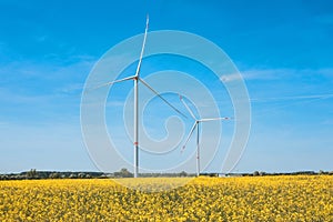 Wind turbines for renewable electricity and yellow rapeseed field