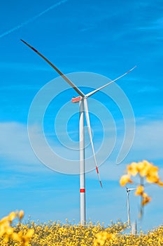 Wind turbines for renewable electricity and yellow rapeseed field. Germany