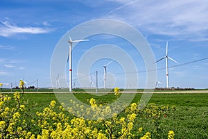 Wind turbines and some flowering rapeseed