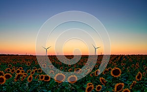 Wind turbines stand in a field of sunflowers, green energy