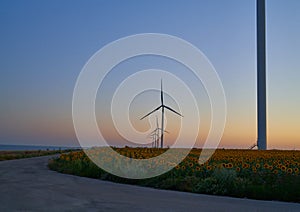 Wind turbines stand in a field of sunflowers, green energy