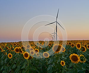 Wind turbines stand in a field of sunflowers, green energy