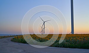 Wind turbines stand in a field of sunflowers, green energy