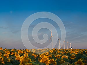 Wind turbines and sunflowers