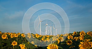 Wind turbines and sunflowers photo