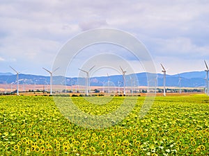Wind turbines between a sunflowers field and a blue sky background for copy space