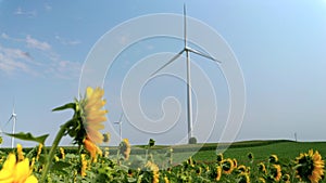 Wind turbines on sunny day in sunflower field. Renewable energy and agriculture