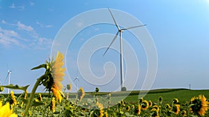 Wind turbines on sunny day in sunflower field. Renewable energy and agriculture