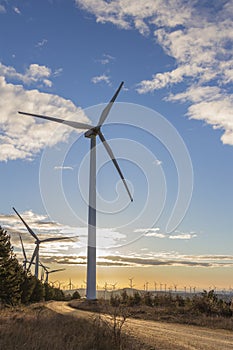 Wind Turbines at Sunrise 5 photo