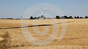 Wind turbines in a wheat field