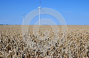 Wind turbines on wheat field renewable energy