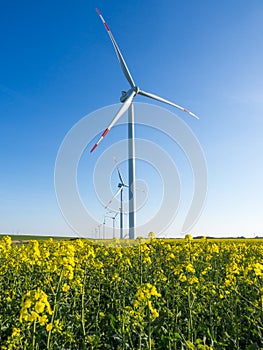 Wind turbines or windmills creating electricity out of wind power on yellow rape field, Nordfriesland, Germany