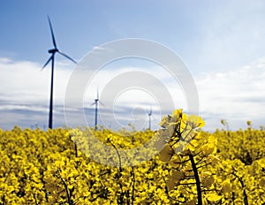 Wind turbines, yellow field.