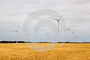 Wind turbines in a yellow field