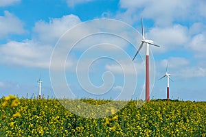 Wind turbines in yellow rapeseed field