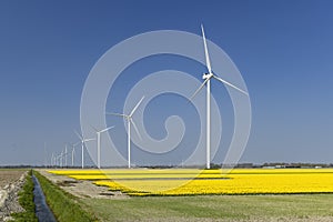 wind turbines with yellow tulip field in Northern Holland, Netherlands