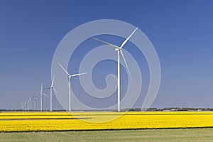 wind turbines with yellow tulip field in Northern Holland, Netherlands