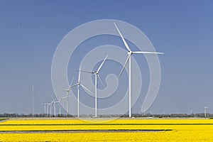 wind turbines with yellow tulip field in Northern Holland, Netherlands