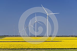 wind turbines with yellow tulip field in Northern Holland, Netherlands