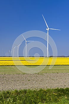 wind turbines with yellow tulip field in Northern Holland, Netherlands