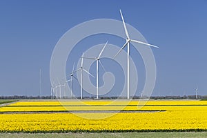 wind turbines with yellow tulip field in Northern Holland, Netherlands