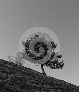 The wind twisted tree on the mountain