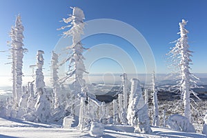 Wind and weather shaped abstract snow sculptures attached to trees at Mount Lusen