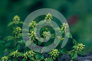 Wind wheel vegetable-calamint