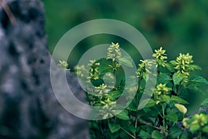 Wind wheel vegetable-calamint