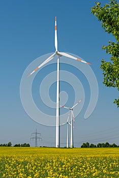 Wind wheels in a rapeseed field