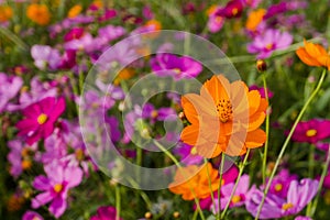 In the wind of winter, the field of Cosmos bipinnatus are beautiful bloom as a background.