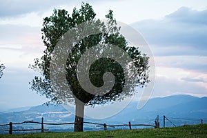 Windblow isolated tree