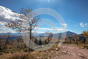 Windblown aspen tree on four wheel drive road on the top of the Sangre De Cristo range of the Rocky Mountains in Colorado USA