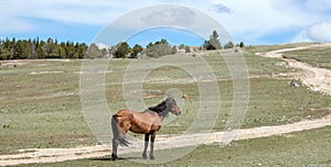 Windblown bay stallion wild horse in the Pryor mountains of Wyoming in the western USA