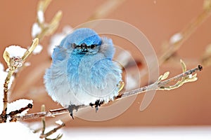 Windblown Bluebird