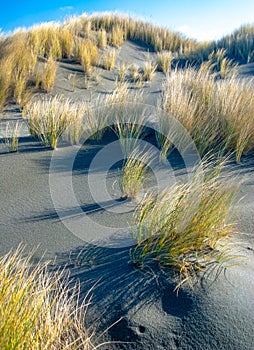 Windblown Dune Grass Shadows