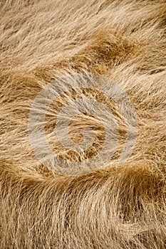 Windblown Grass