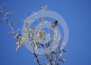 Windblown Hummingbird clinging to tree branch
