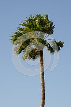 Windblown Mexican fan palm.