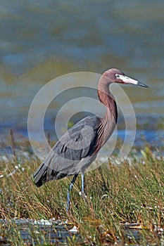 Windblown Mexican Reddish Egret (Egretta rufescens) hunting in the shallow tidal waters of the Isla Blanca