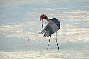 Windblown Mexican Reddish Egret (Egretta rufescens) preening in the shallow tidal waters of the Isla Blanca peninsula