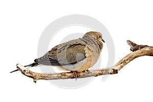 Windblown mourning dove