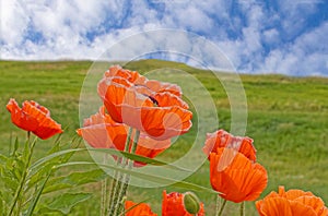 Windblown orange poppies on hillside in Spring