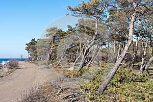 Windblown pine trees by the coast
