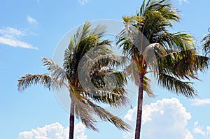 Windblown royal palm trees