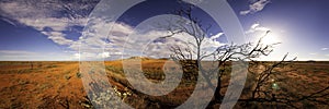 Windblown tree panorama