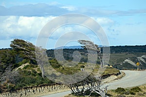 Windblown trees along the J Road, Tierra del Fuego photo