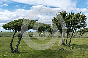 Windblown trees from the flat and very far south end of Ã–land