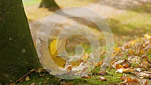 Windbreak blows on fallen leaves from a tree in a park at a later date