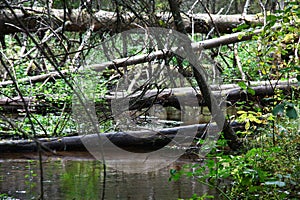 Windbreak over the river in approach.